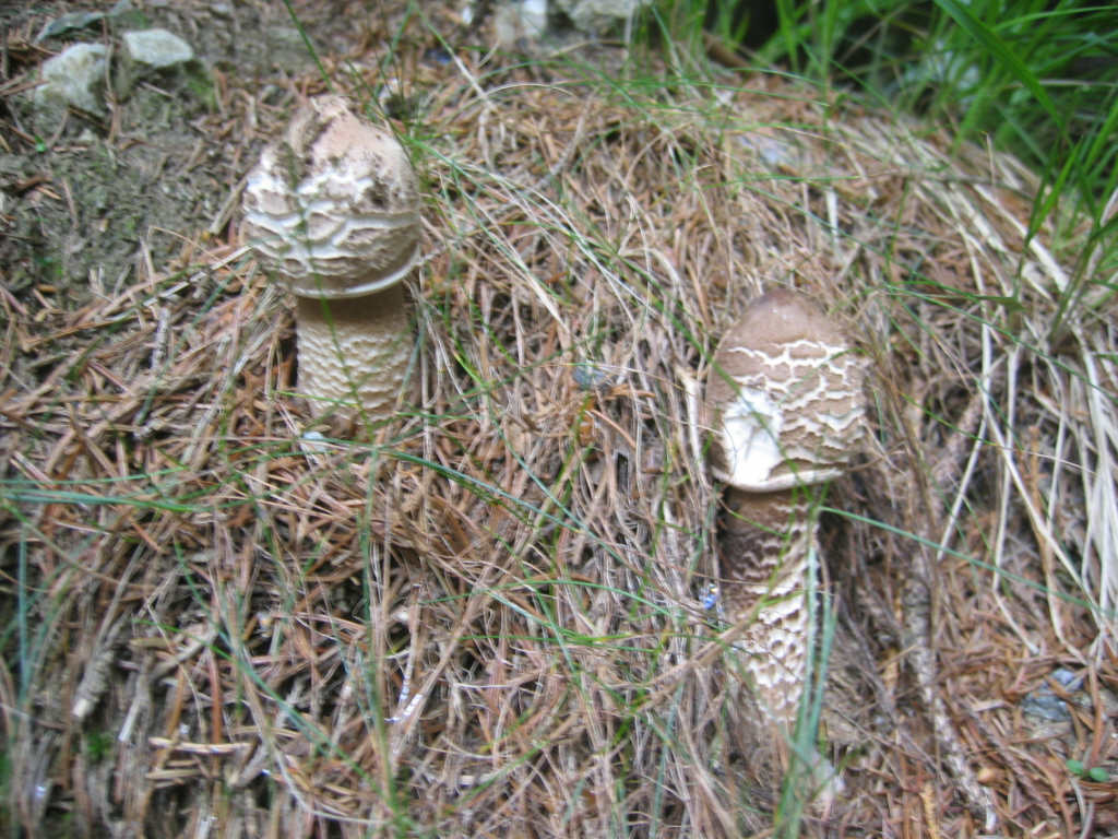 La nativit.... continua (Macrolepiota procera)